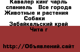Кавалер кинг чарль спаниель - Все города Животные и растения » Собаки   . Забайкальский край,Чита г.